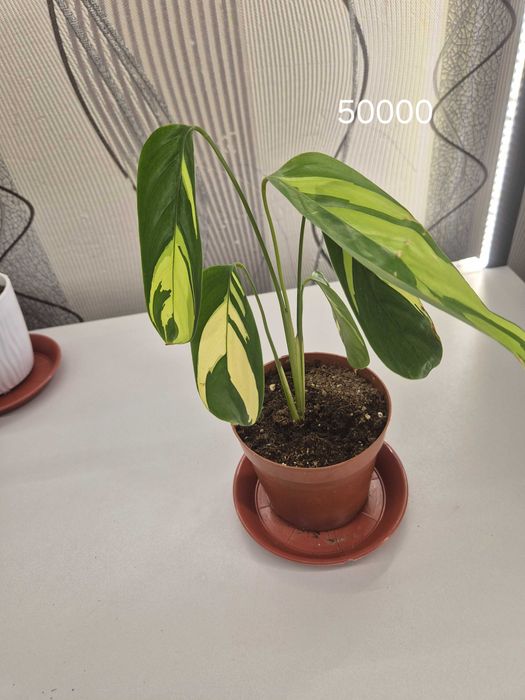 Продаётся комнатные цветы