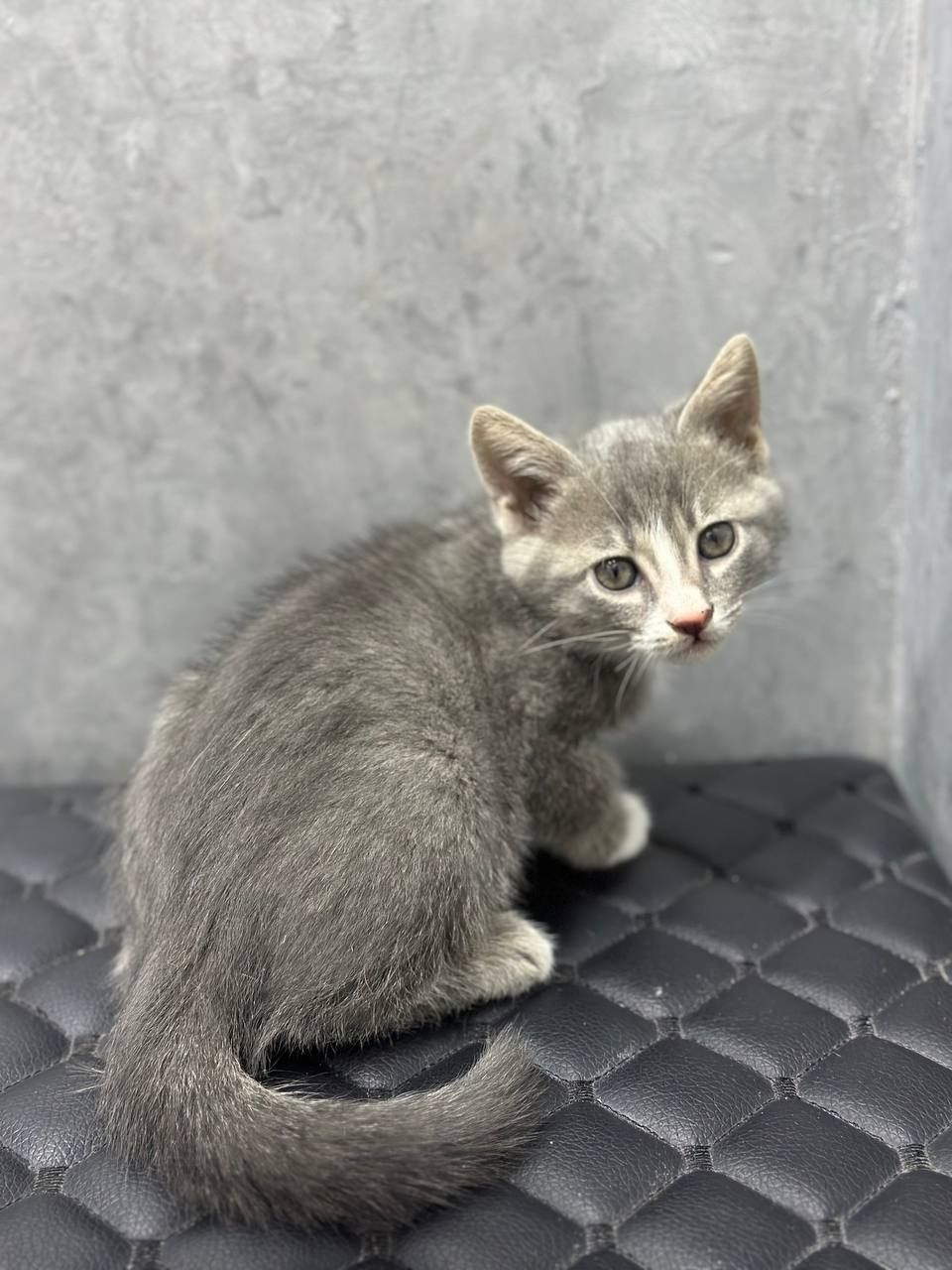 Отдам милых котят в добрые руки