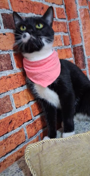 Adoptie pisica neagra Andra