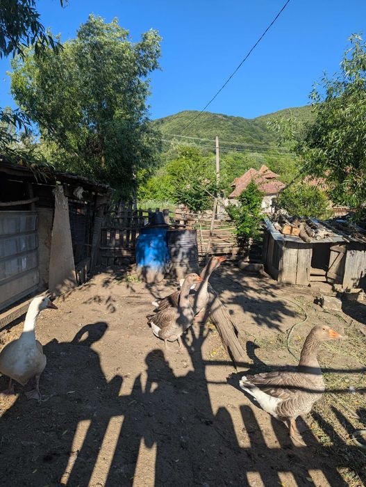 Rațe,bibilici,găini și gâște de vânzare