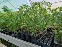 Vand  5000 rasaduri rosii  Inima de Bour  si Cherry-Brasov