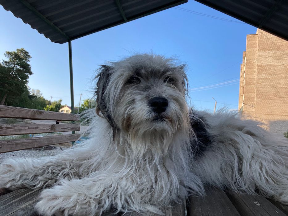 Вязка сучка, мальтийская болонка