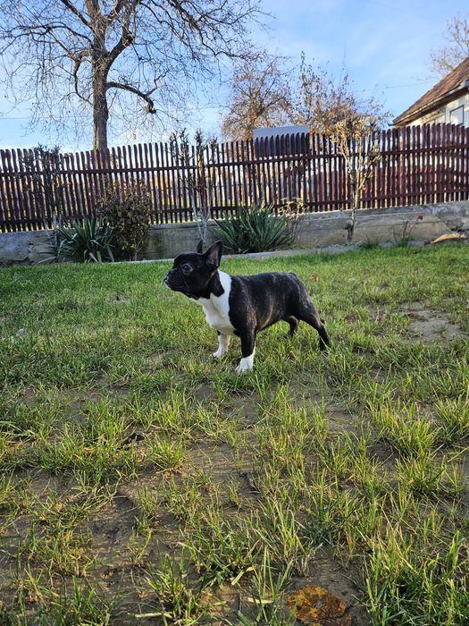 Femelă Bulldog Francez