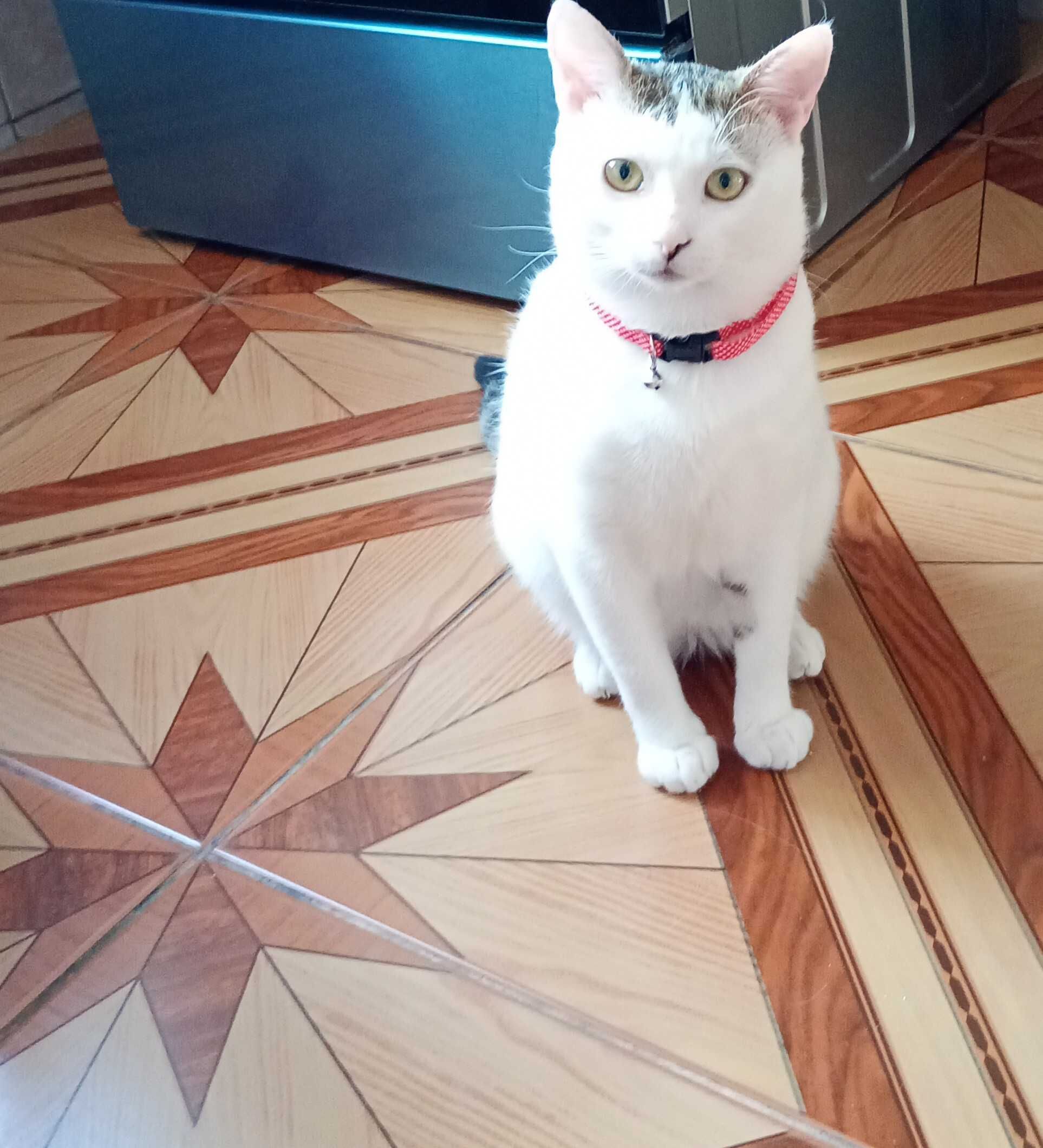 Motan spre adopție