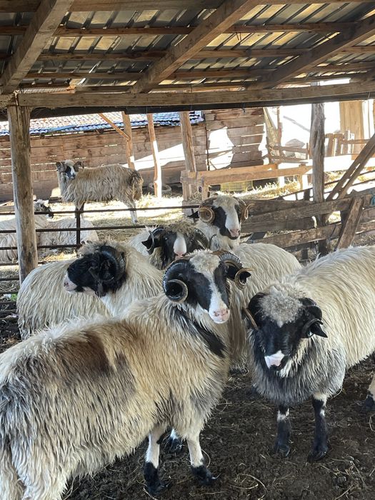 Carlani si miori brezi