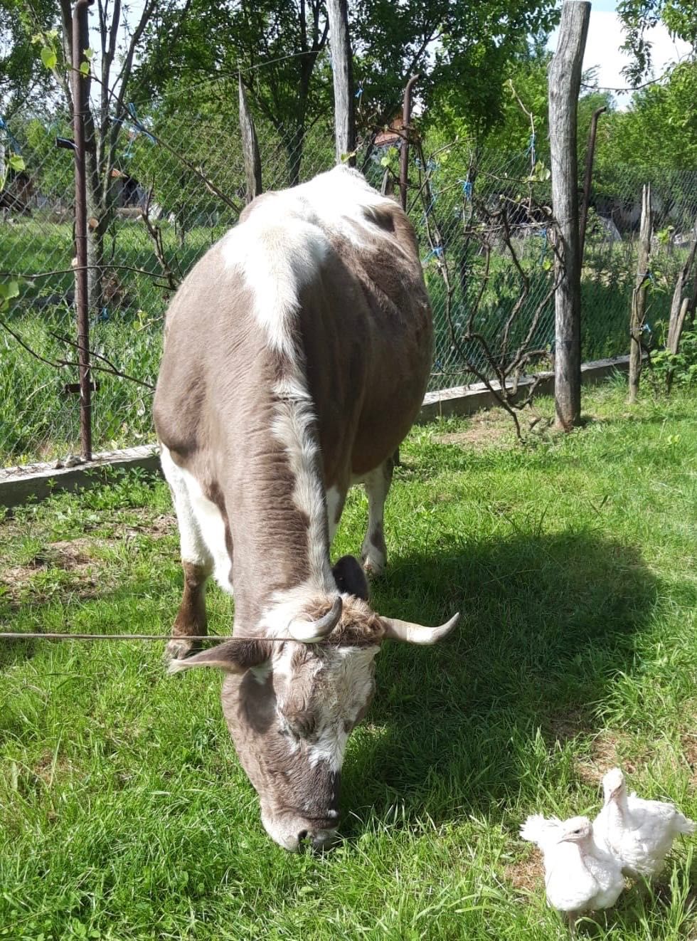 Vaca Bălțată Romaneasca rasă mare