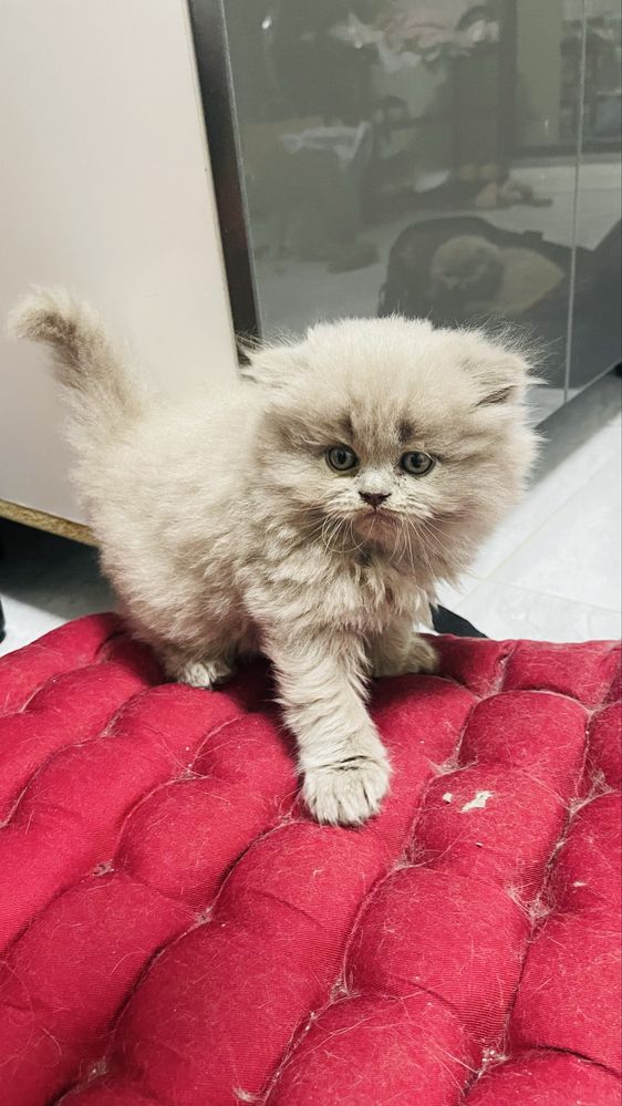 Скоттиш страйд мальчик