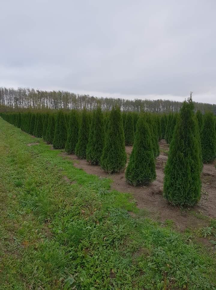 PIATRĂ naturală de munte și plante ornamentale