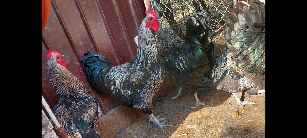Cocosi metis australorp negru cu brahma
