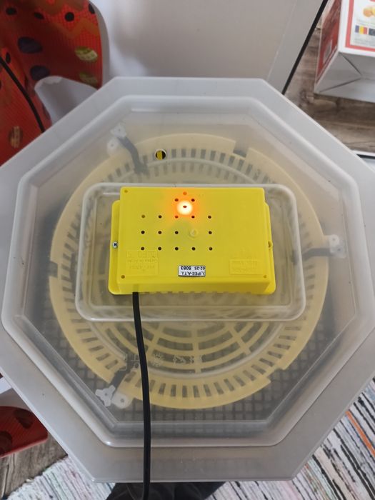 Vand incubator  pentru ouă