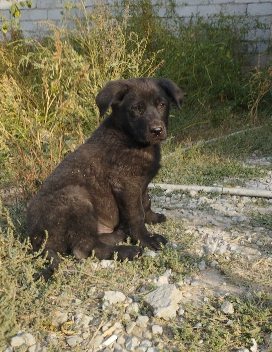 Щенки азиата   .