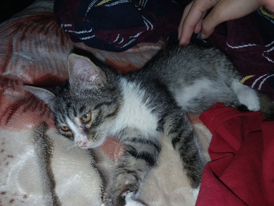 Котёнок отдаётся в добрые руки