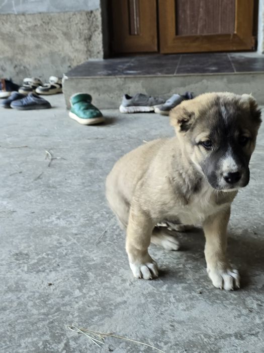 Алабай щенок очень добрый и игривый