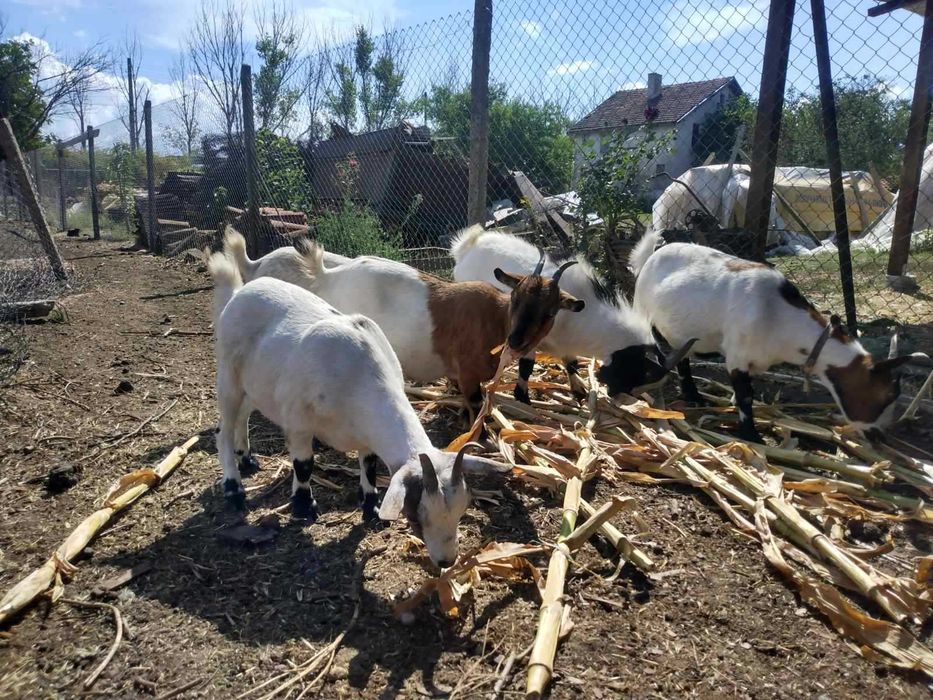 Холандски мини козички