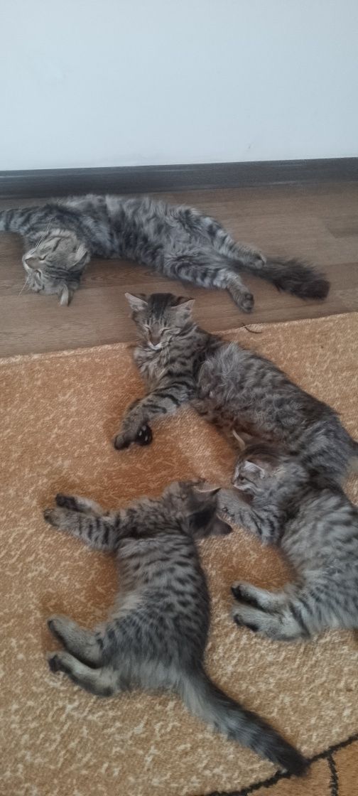 Очаровательные котята ищут заботливых хозяев