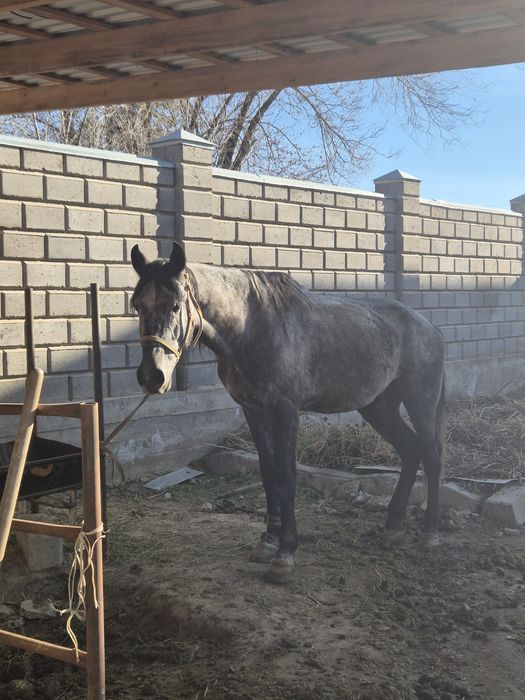 Жылкы срочно сатамыз