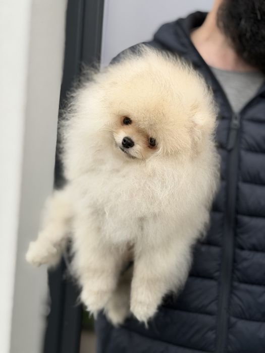 Baietel pomeranian mini/toy!