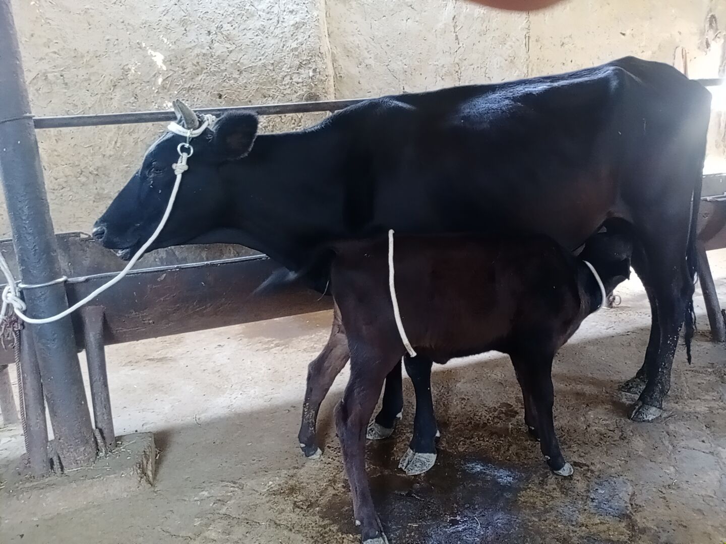 Ona bola sigirlar bor