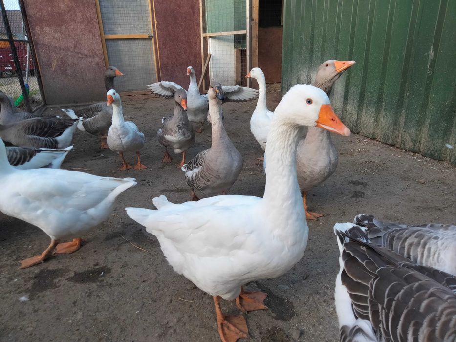 Vând perechi de gâște Toulouse