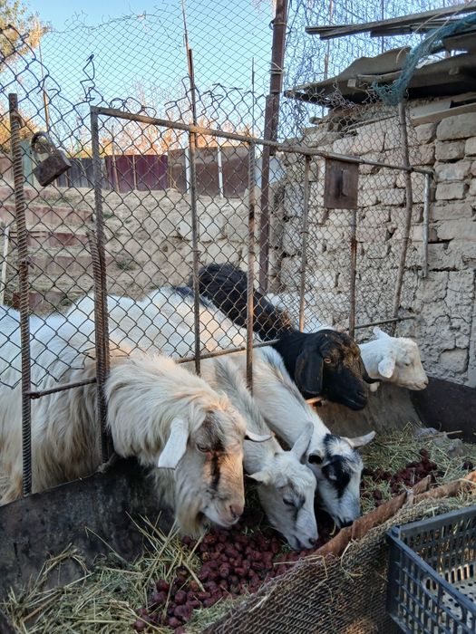 Козел Зааненский