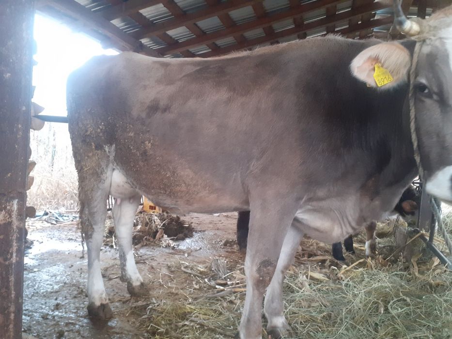 Vând vaca bruna și 2 vitei .