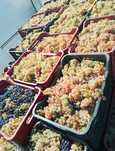 Struguri de vin feteasca Alba și risling