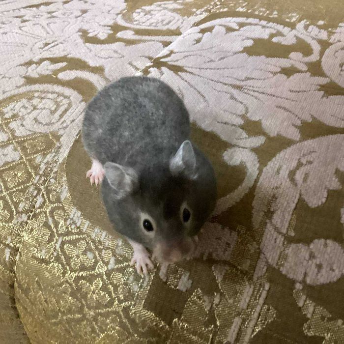 Сирийские хомяки (1,5 месяца, редкий цвет) – Ташкент, Мирабад