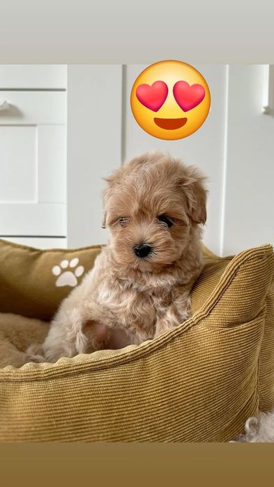 Maltipoo poodle mini toy apricot deschis