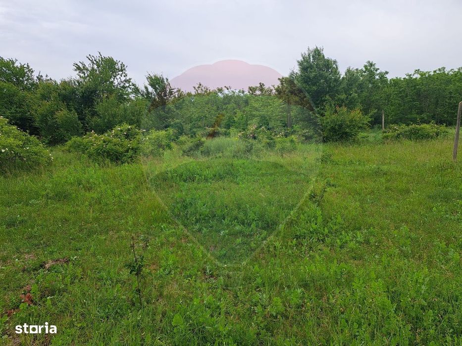 Teren Silistea Snagovului 500 mp apropiere padure