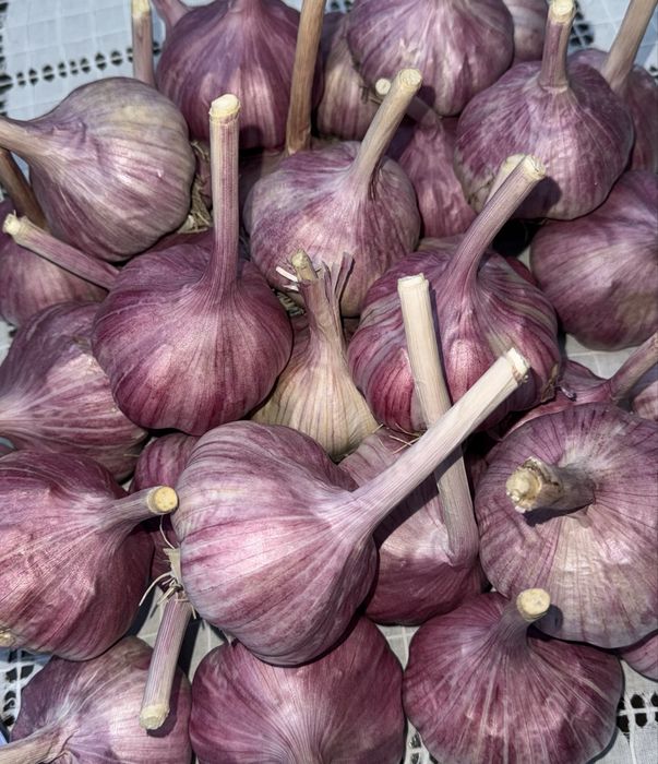 Продам фиолетовый чеснок крупный