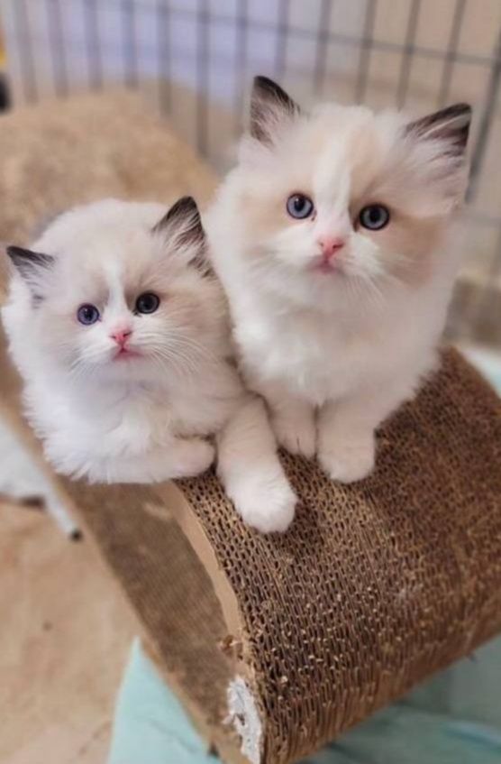 Регдоллы чистокровные!!