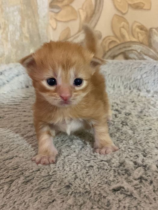 Котята мейн кун 80000