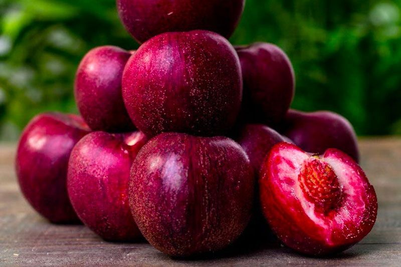 Nectarin Sanguine d'Auvergne