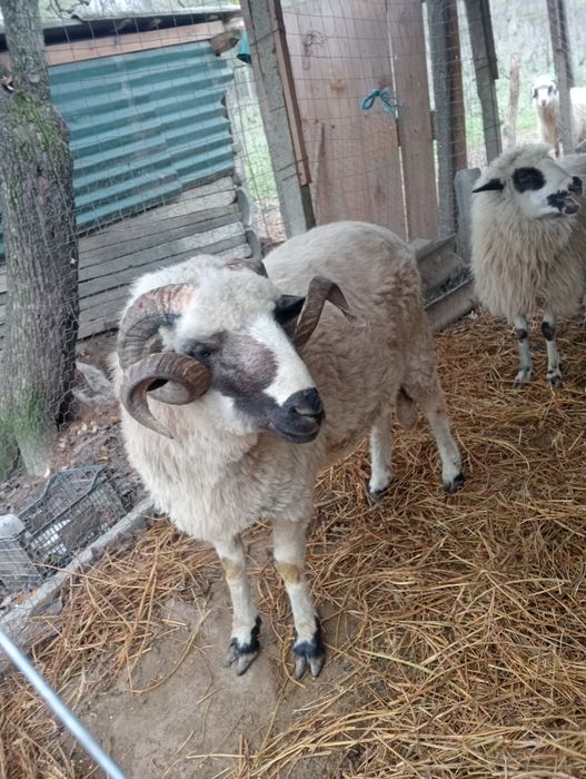 Berbec țurcan de vânzare