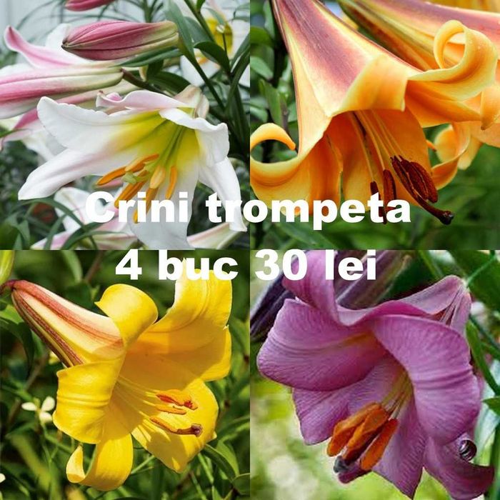 Bulbi de crini diverse soiuri