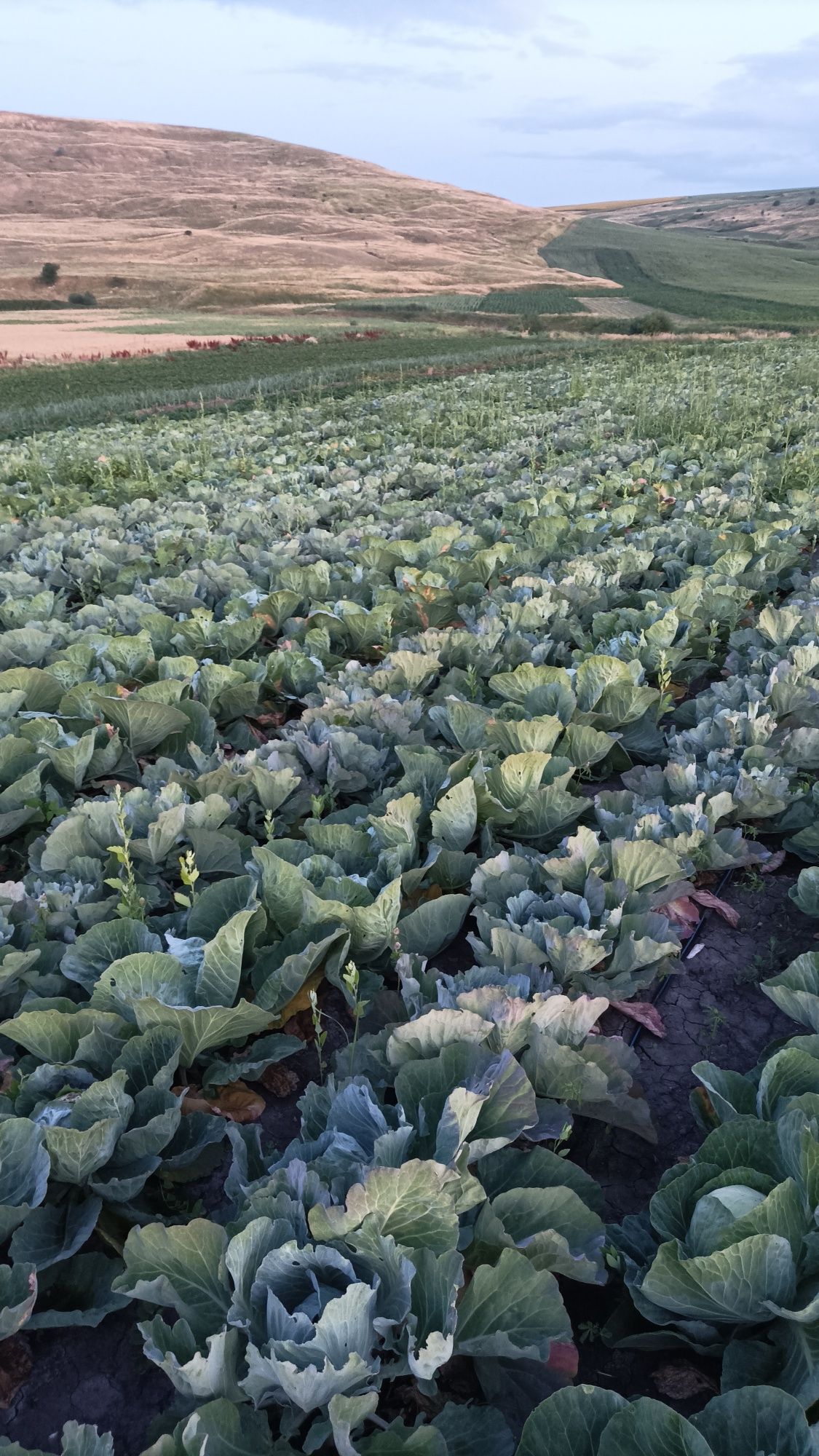 vând varza alba curata