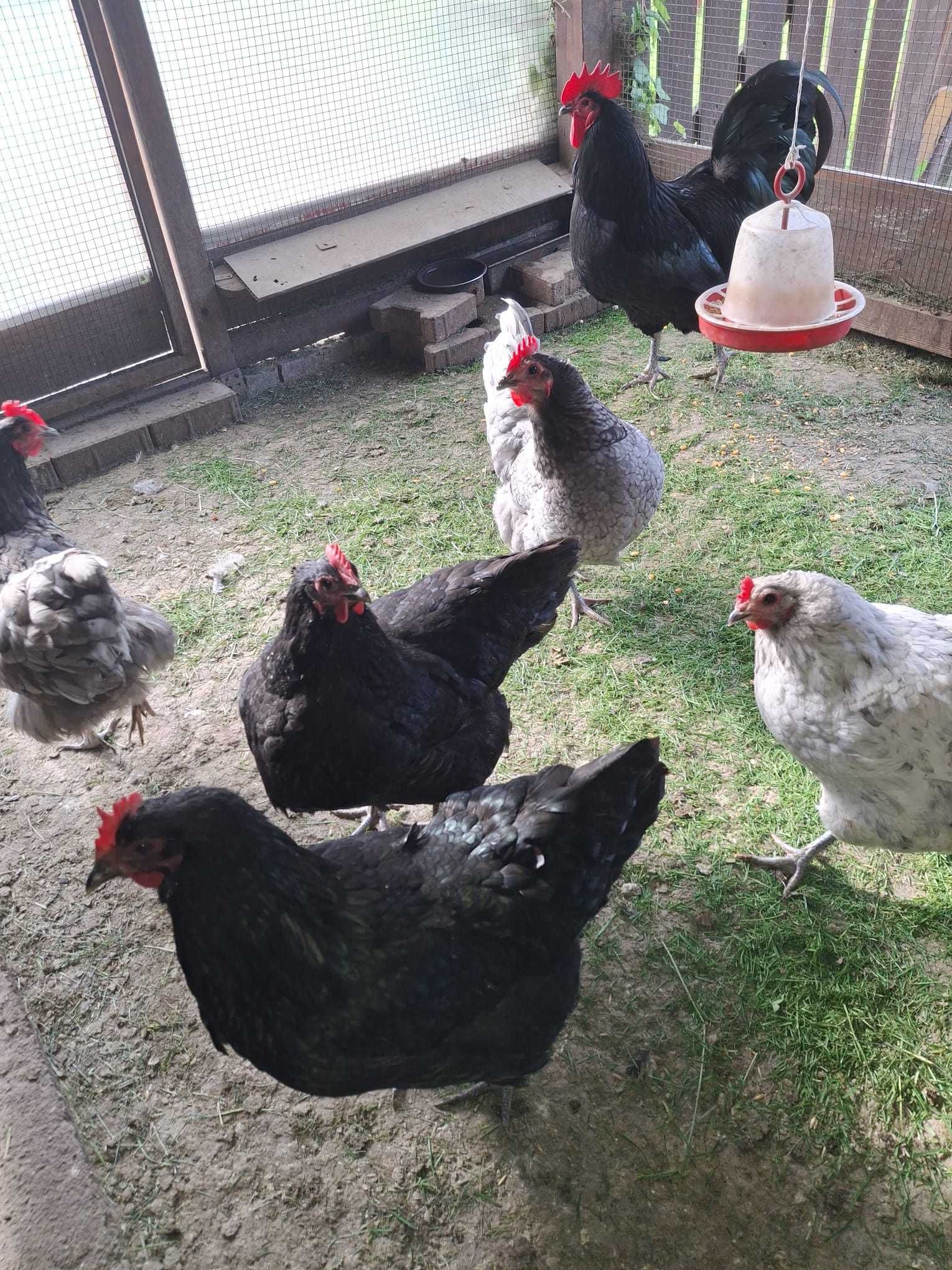 De vanzare oua incubat australorp si italian argintiu
