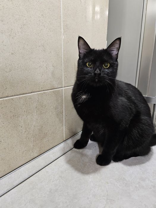 Кот мальчик ищет дом, отдаётся кот в добрые руки