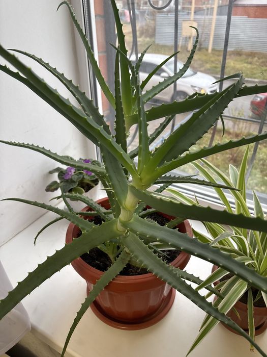 Продам цветы комнатные для дома и офиса