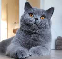 Продам срочно Британская голубая кошка за 25000