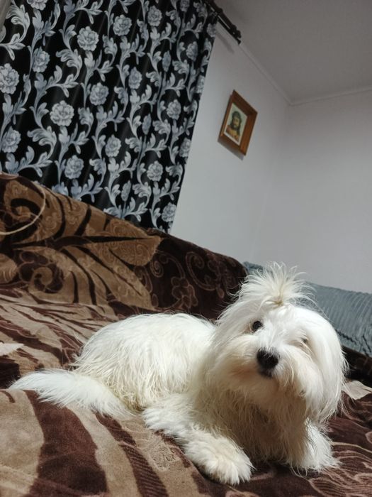 Vand bishon maltez ce așteaptă o căsuța noua