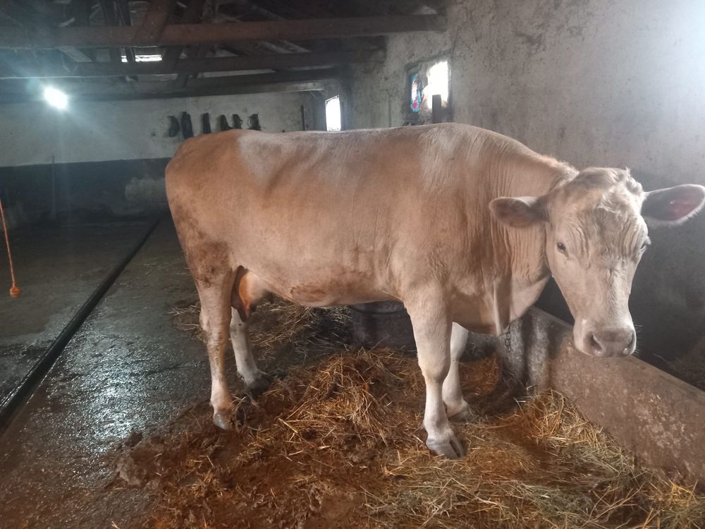 Vand Vaca Charolais