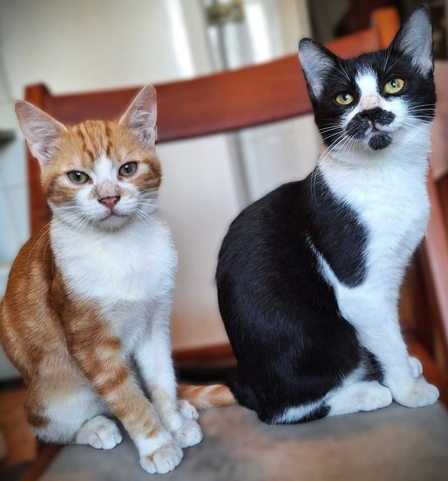 Pisoi 4 luni gratuit spre adoptie