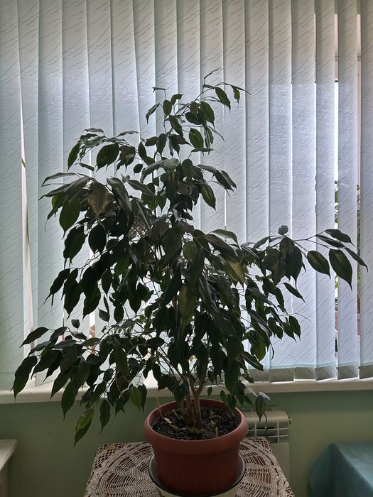 Домашний цветок, фикус