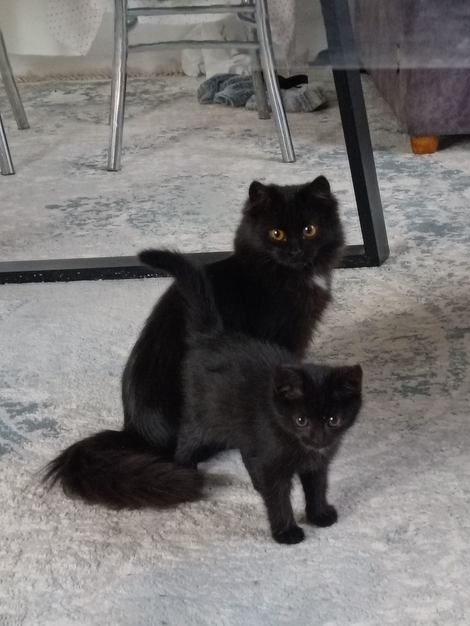 Отдам котят даром