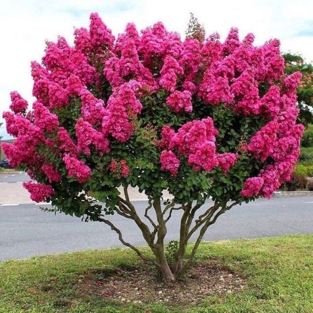 Archalar. Gazonlar. Gullar. Landshaft dizayn