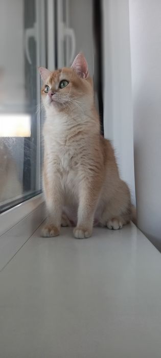 Shinshilla Шиншилла