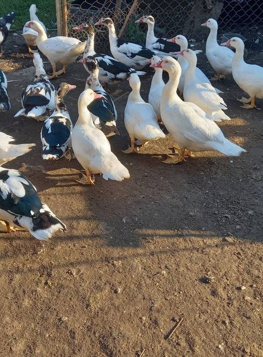 Vand rațe leșești (mute)