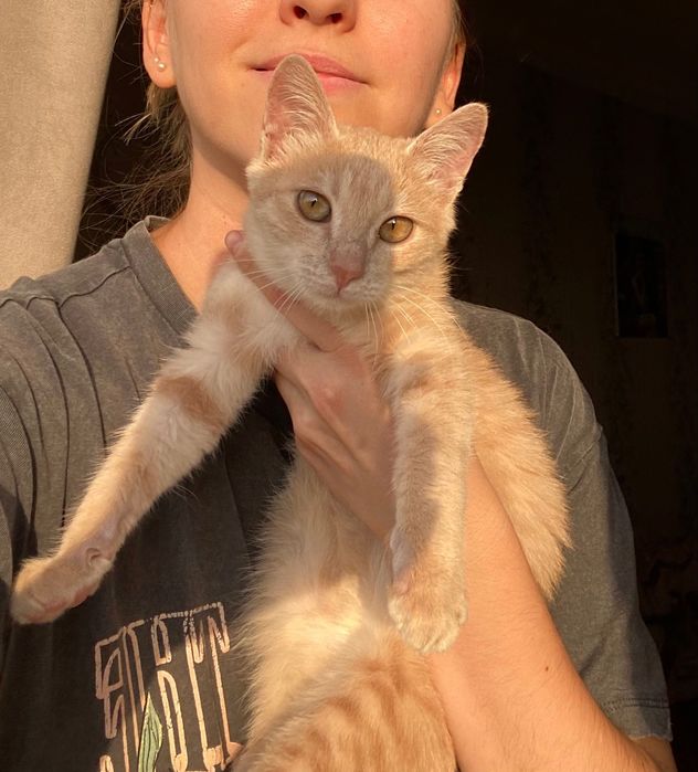 Отдам котенка, девочка