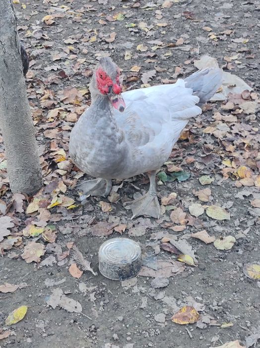 De vânzare două rațe și doi rățoi